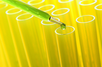 Alcohol, the 'Asian Flush' and the Risk of Cancer