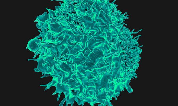 t-cell_1.jpg